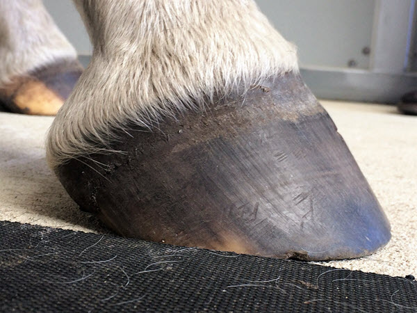 Hoof Growth demarcation after hoof gold treatment