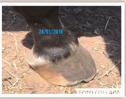 Seedy horse hoof heal